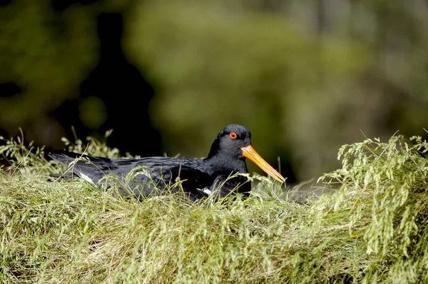 Malerischer Blick Auf Schöne Austernfischer — Stockfoto