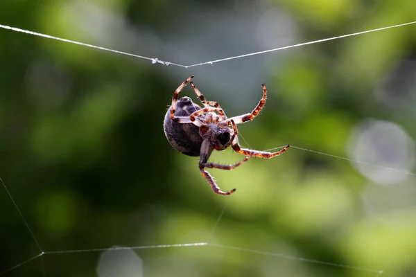 Close Bug Natureza Selvagem — Fotografia de Stock