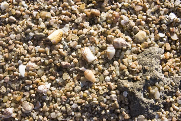 Areia Com Conchas Praia — Fotografia de Stock