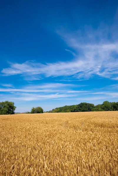 トウモロコシ畑と青空 — ストック写真
