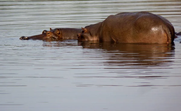 Hippo Animal Hippopotamus Nature Fauna — Stock Photo, Image