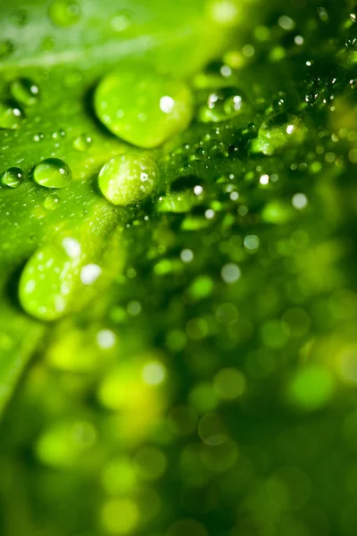 Groen Blad Met Waterdruppels — Stockfoto