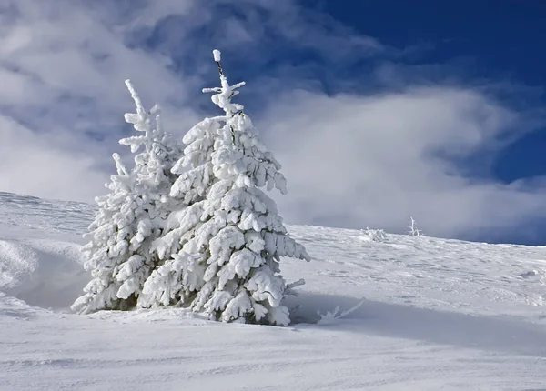 Abeto Neve — Fotografia de Stock