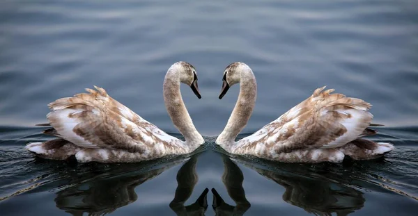 Плаваючий Птах Концепція Дикої Природи — стокове фото