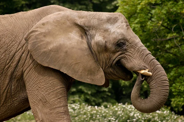 Elefante Sabana Animal Natural Mamífero Fauna — Foto de Stock