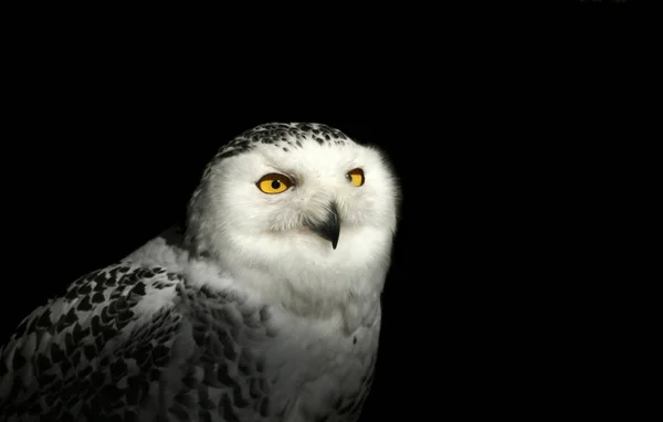 Schnee Eule Vogel Weiße Vogelfedern — Stockfoto