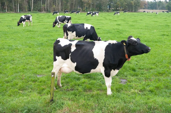 Vista Panorámica Vacas Domésticas Lindas — Foto de Stock