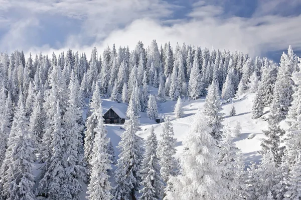 Winterwald Mit Bäumen Verschneite Waldlandschaft — Stockfoto