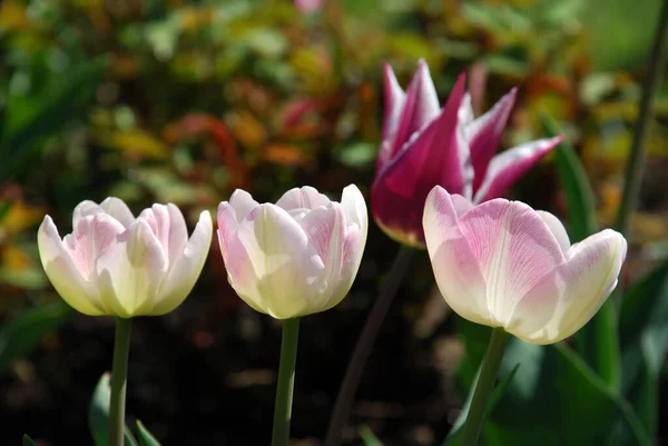 Цветущие Тюльпаны Весенние Цветы — стоковое фото