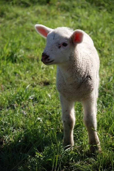 Sheep Pasture — Stock Photo, Image