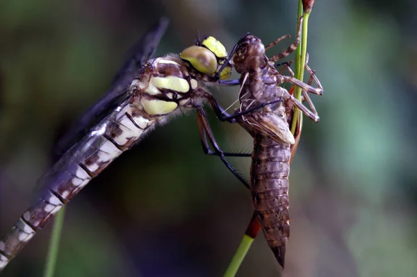 Vážný Hmyz Flóra Fauna — Stock fotografie