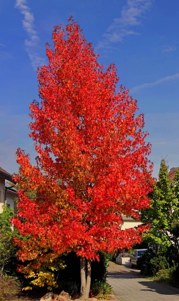 American Sweetgum Famous Its Impressive Colorful Decorative Autumn Coloring — стоковое фото