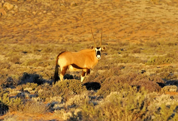 Oryx Antelope Vadon Élő Állat Természet Fauna — Stock Fotó