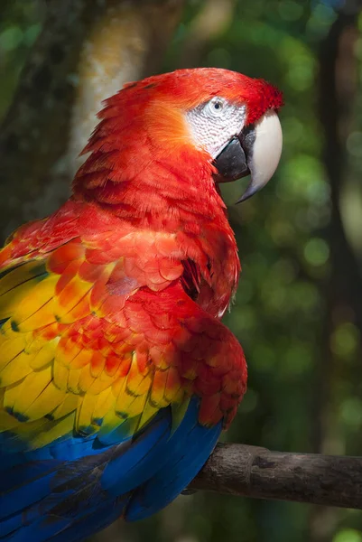 Κοντινή Άποψη Του Όμορφου Παπαγάλου Macaw — Φωτογραφία Αρχείου