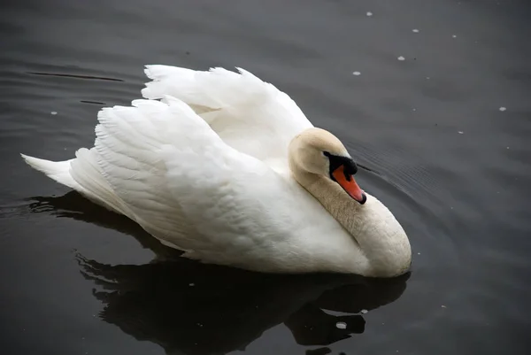 Vista Panorâmica Cisne Majestoso Natureza — Fotografia de Stock