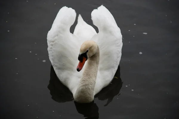 Vue Panoramique Cygne Majestueux Nature — Photo