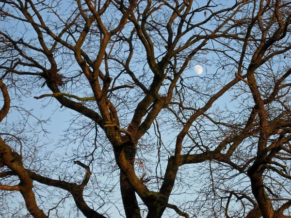 Phase Lune Dans Ciel Satellite Naturel Corps Astronomique — Photo