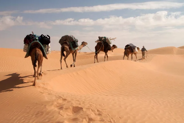 Camelo Trekking Através Erg Orientale — Fotografia de Stock