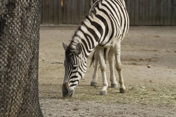 黒と白のゼブラ動物哺乳類 — ストック写真