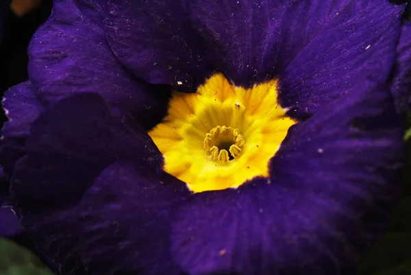 Pétales Fleurs Flore Été — Photo