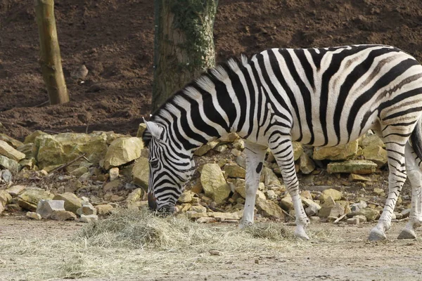 Zebra Bianca Nera Animale Mammifero — Foto Stock