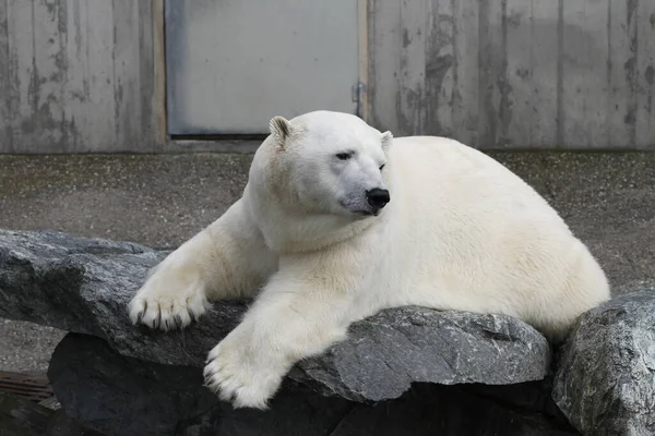 Bílý Lední Medvěd Dravec — Stock fotografie