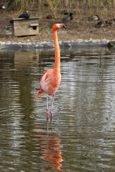 Doğadaki Güzel Flamingo Kuşunun Manzarası — Stok fotoğraf