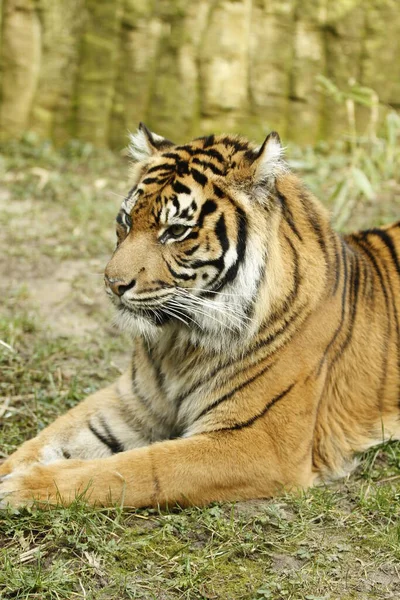 Paski Tygrys Zwierzę Drapieżnik Dziki Kot — Zdjęcie stockowe