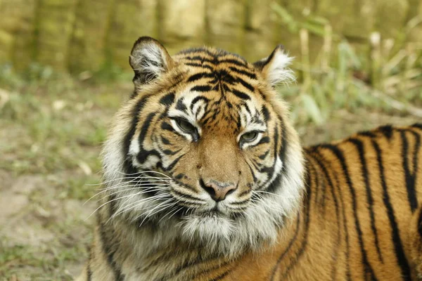 Tigre Bengala Fechar — Fotografia de Stock