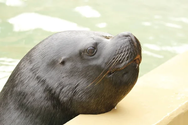 Seelöwe Der Nähe — Stockfoto