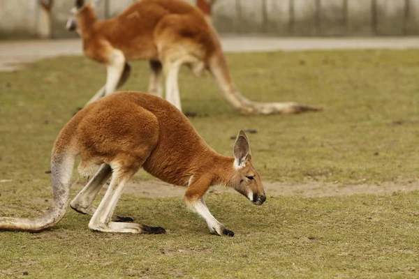 Kangaroo Djur Australiensiska Djur — Stockfoto