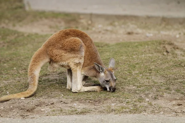 Klokan Australské Zvíře — Stock fotografie