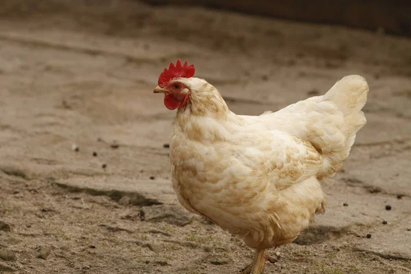 Festői Kilátás Gyönyörű Papagáj Természetben — Stock Fotó