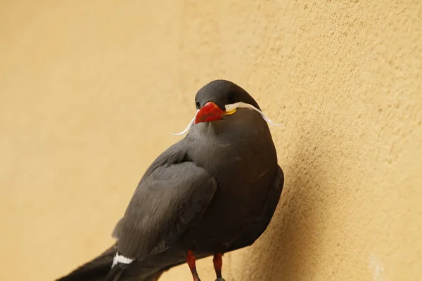 Inca Tern Estreita — Fotografia de Stock