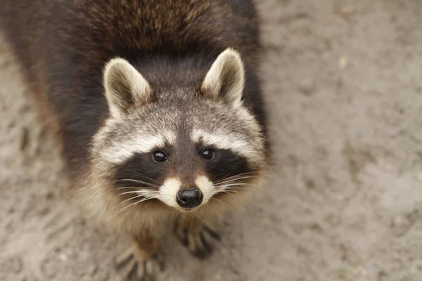 Mapache Animal Fauna Mamífero Familia Procyonid — Foto de Stock