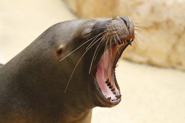 Sea Lion Close — Stock Photo, Image