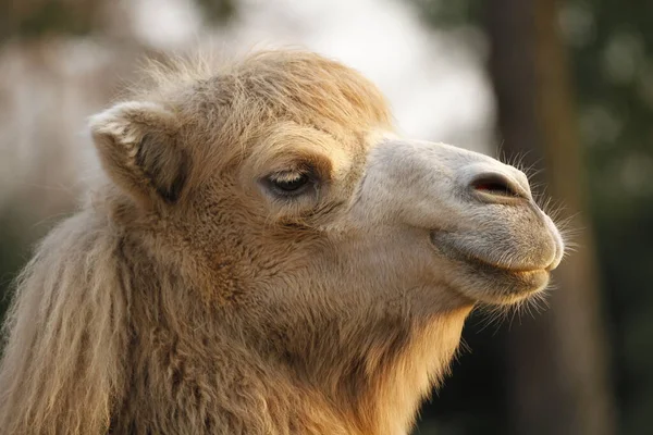 Arabische Kameel Dier Zoogdier — Stockfoto