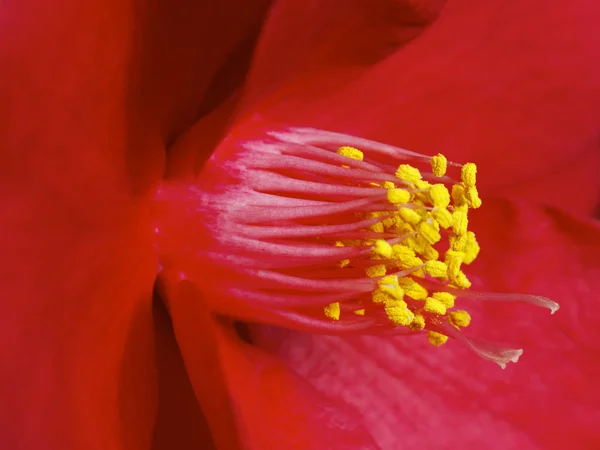 椿の花 — ストック写真