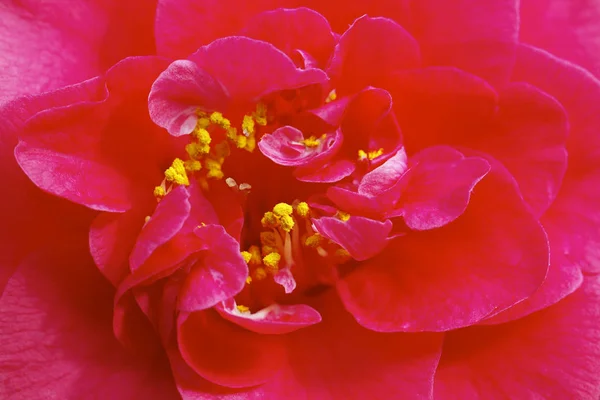 Camellia Flower Bloom Flora — Stock Photo, Image