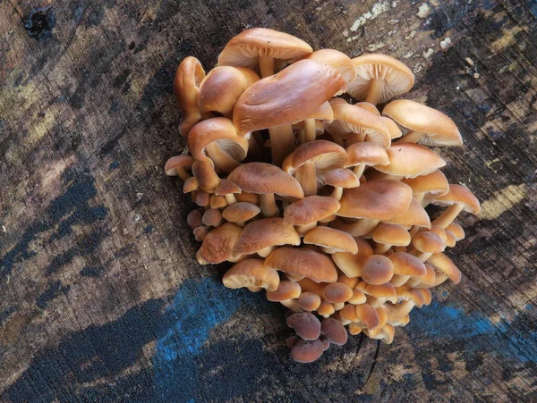 Odla Svamp Skogen Natur Bakgrund — Stockfoto