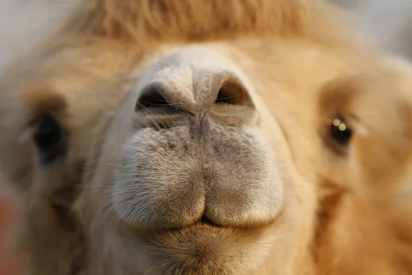 Animal Camelo Árabe Mamífero — Fotografia de Stock
