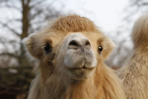 Arabian Camel Animal Mammal — Stock Photo, Image