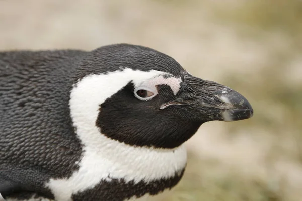 Pingüino Africano Pingüino Animal Fauna Natural — Foto de Stock