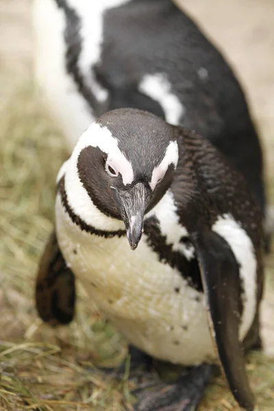 Afrikaanse Pinguïn Pinguïn Dier Natuur Fauna — Stockfoto