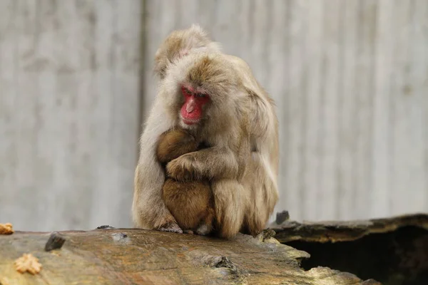 Maymun Hayvan Primat Memeli — Stok fotoğraf