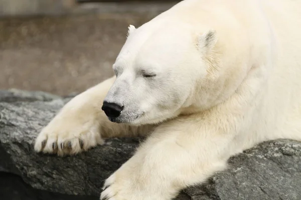 북극곰 포식자 — 스톡 사진
