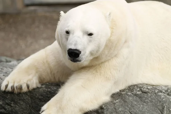 White Polar Bear Predator — Stock Photo, Image