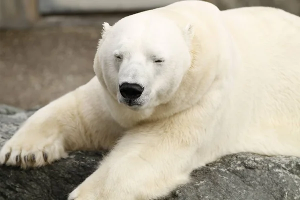 白いホッキョクグマ捕食者 — ストック写真