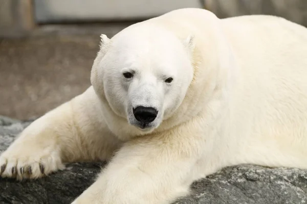 White Polar Bear Predator — Stock Photo, Image