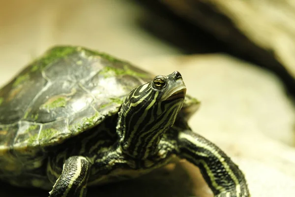 Yeşil Kaplumbağa Yerde — Stok fotoğraf